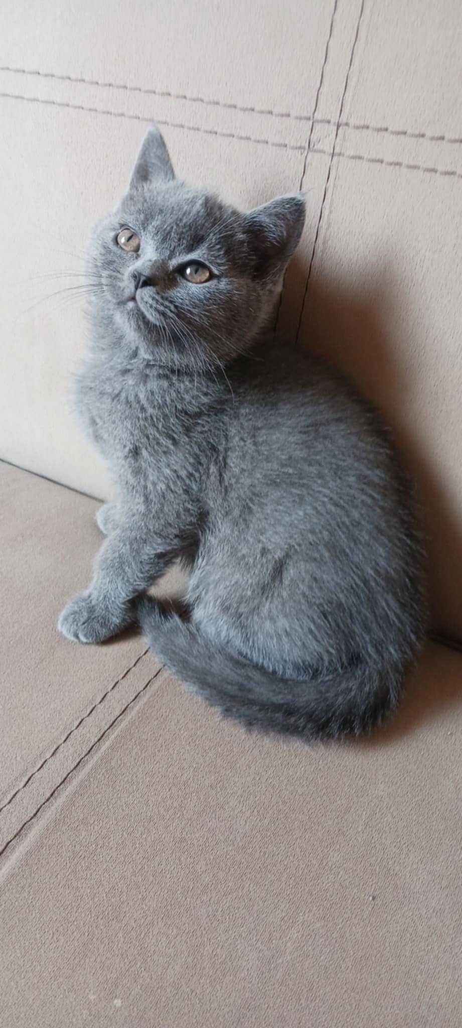 Британски котета
