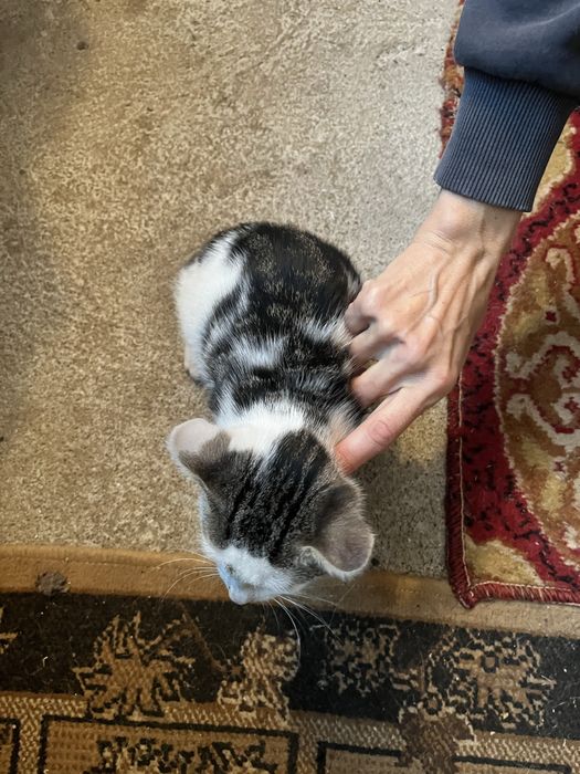 Donez pui de pisică