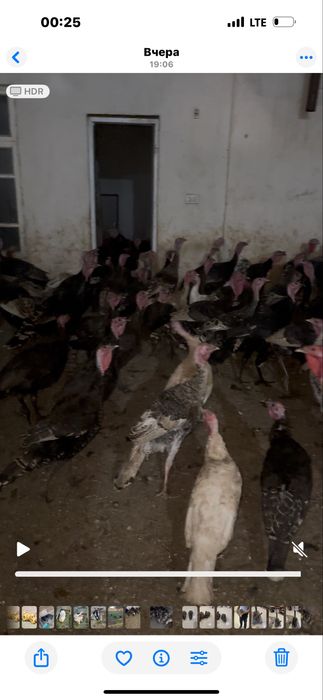 Куркалар сотилади тез ва арзон