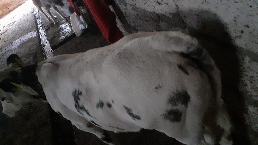 Aduc viței pe comandă!!