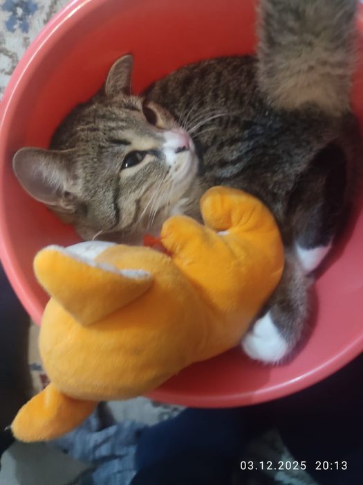 Кошечки бесплатно