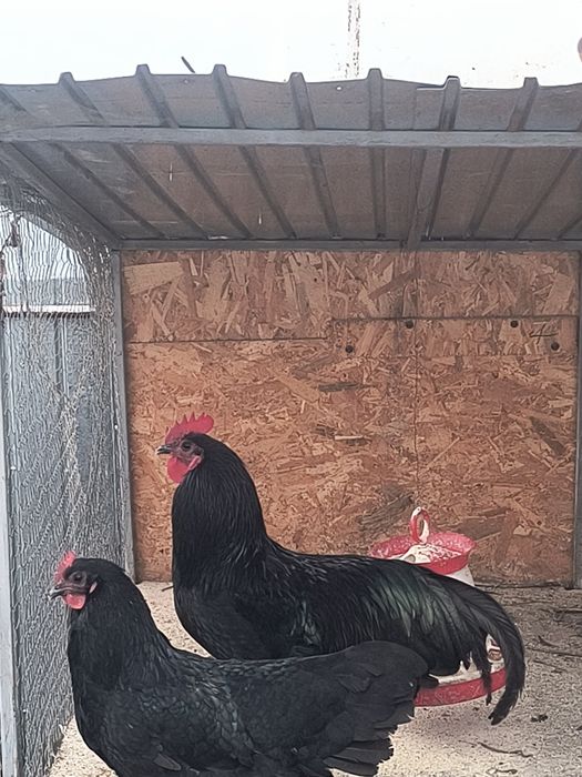 Cocoș Australorp  de vânzare