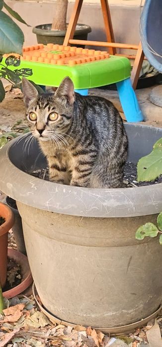 Donez urgent patru pisoiași rămași fără mama