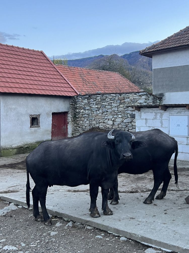 vând bivolițe gestante și una încă are lapte