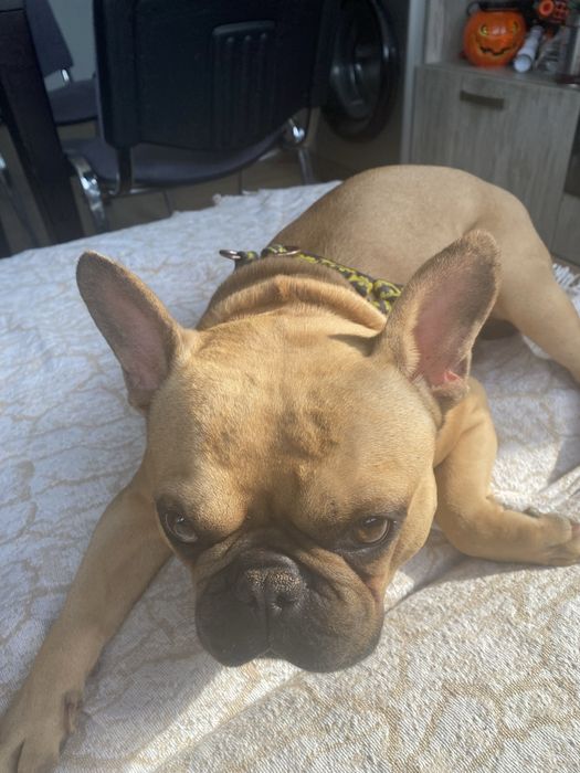 Френски булдог разплод мъжко