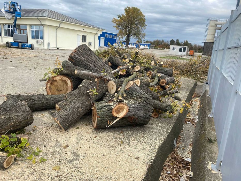 vand lemne de foc plop