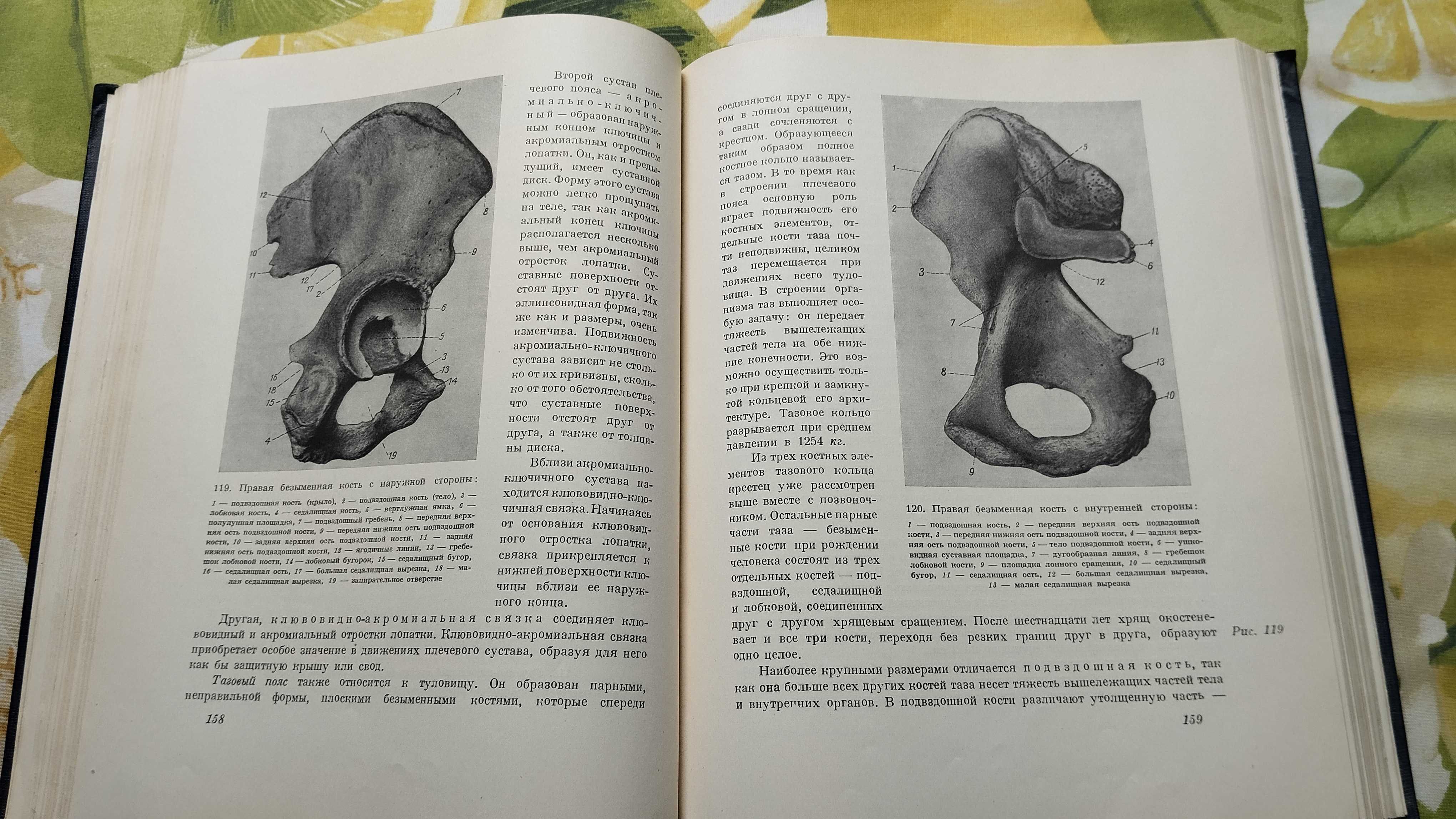 Книги по пластической анатомии, для художников,