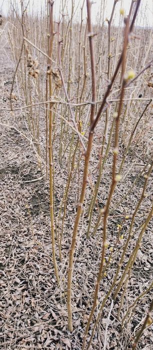 Puieti salcâm frasin fag carpen ulm plop mesteacăn brad molid Tei arin