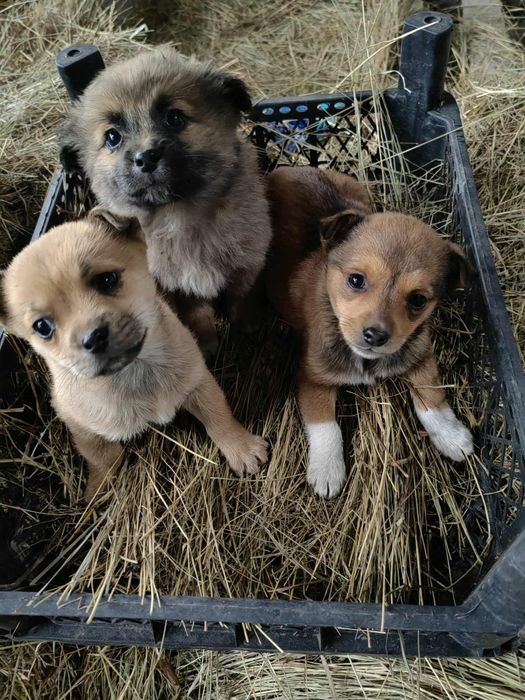 3 căței pentru adopție