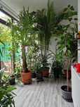 2 Palmieri: Chamaerops si Phoenix 'gigantici' isi cauta noua casa!