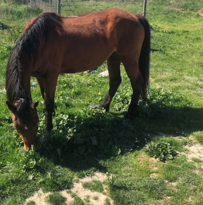 свободна кобила