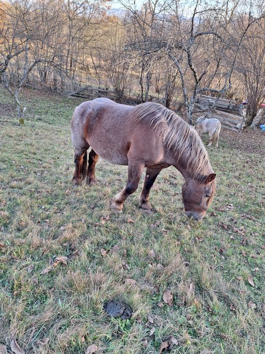Armăsar de vanzare