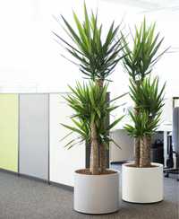 Комнатные растения для офиса и домов