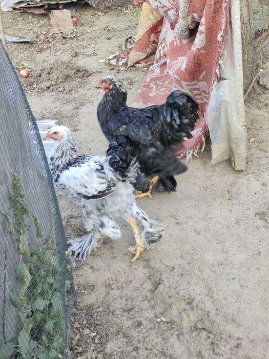 Cocosi brahma...