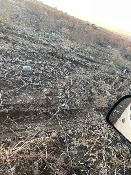 Тиква храна за животни-рогат добитък