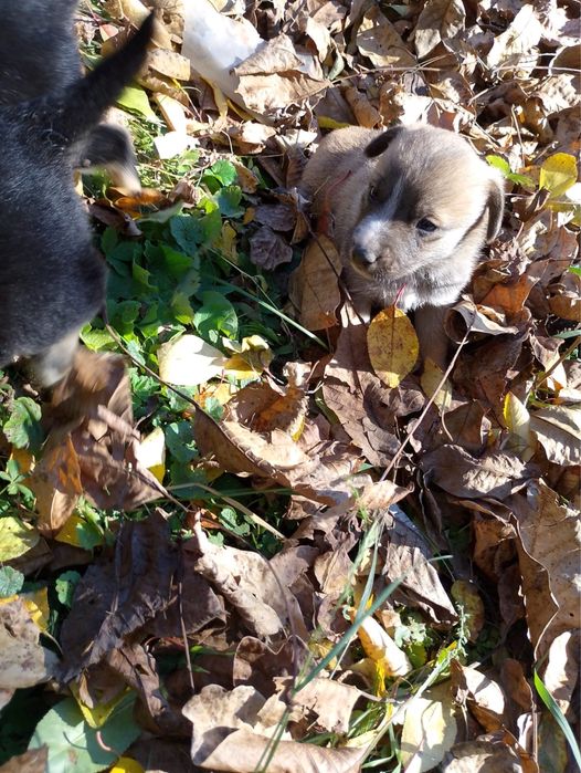 Donez catelusi metiși masculi !! Varsta circa 6 saptamani