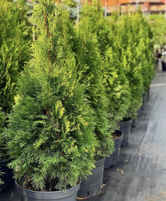 Туя смарагд туя западная