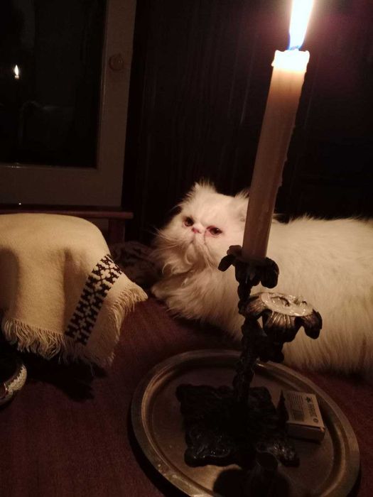 Персидский БЕЛЫЙ кот на вязку