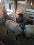 Vand mielute  Suffolk