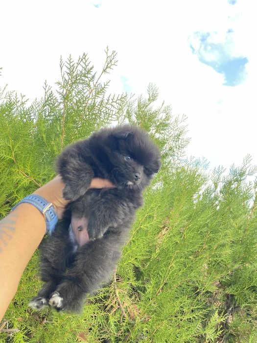 Кученца мини пумеран