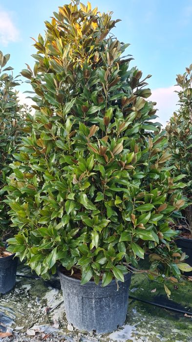 Vindem magnolia grandiflora enupar pe tulpina