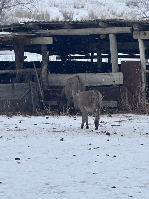 ешак, ешек , осёл