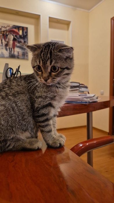 Котенок девочка в семью