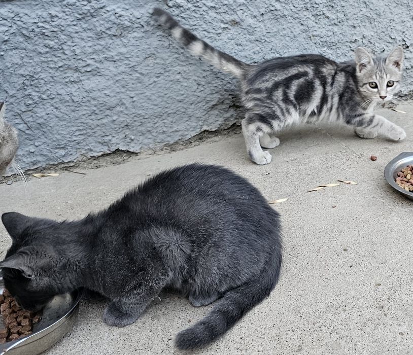 Котята бесплатно