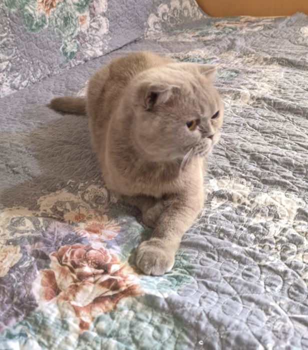 Ищем хорошие руки для породистых кошек.