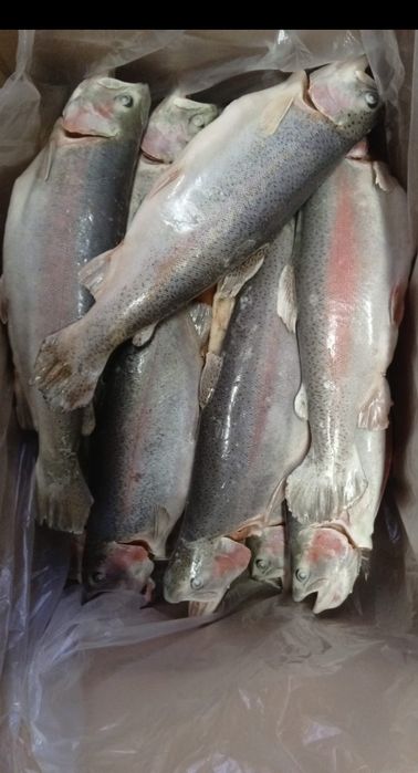 Бартогайская форель (1+ кг) с красным мясом. Эко-продукт!