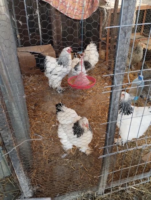 Brahma diferite culori