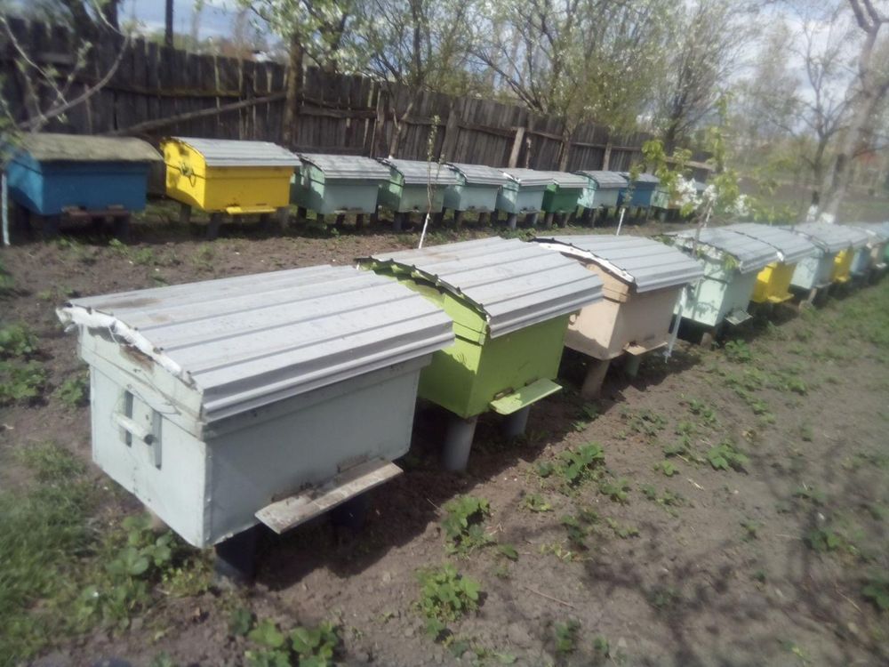 Familii de albine 10-12 rame