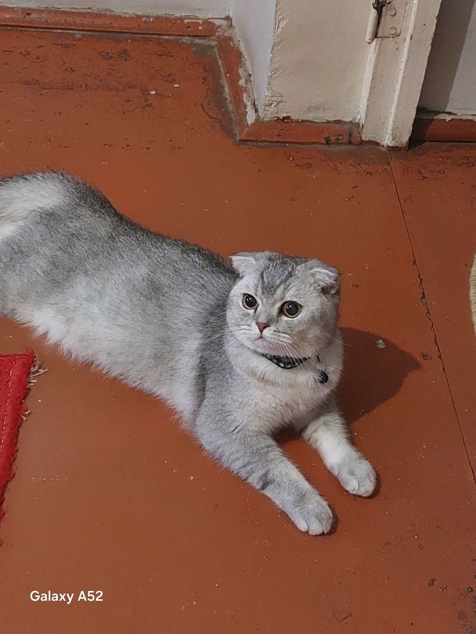 Шотландский вислоухие котята