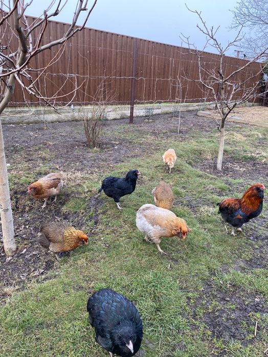 Vând ouă Araucana pentru incubat - găini și cocoș de rasă curată