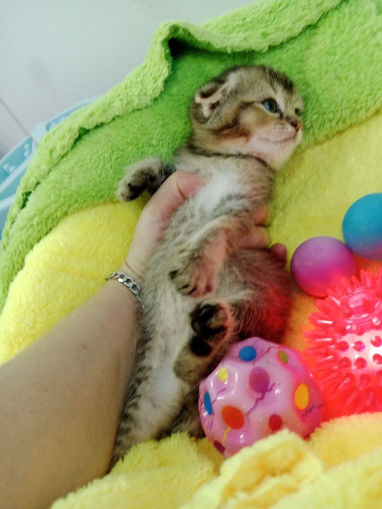 Шотланские котята фолды девочки и мальчики