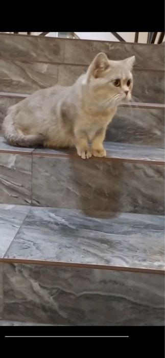 Продается котенок шиншила