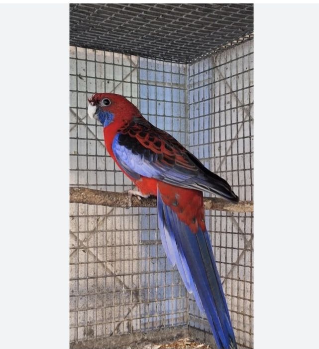 Попугай Пинантовая Розелла