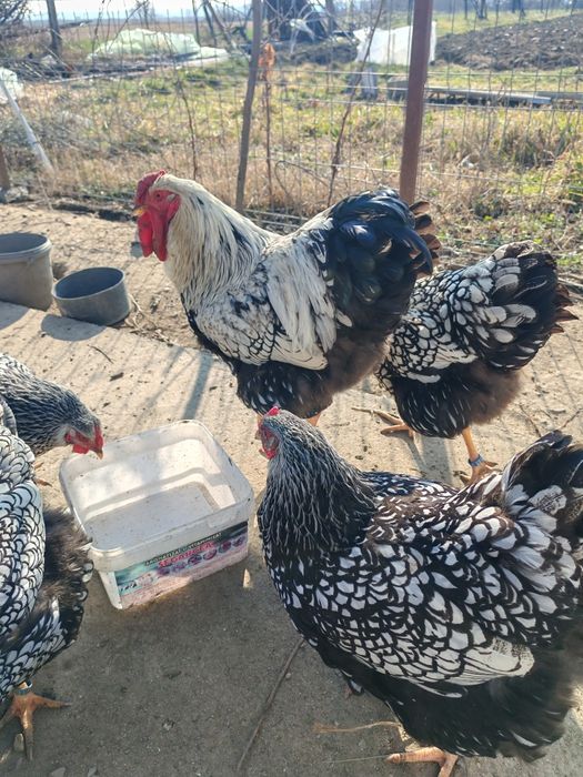 Ouă pt incubat wyandotte argintiu