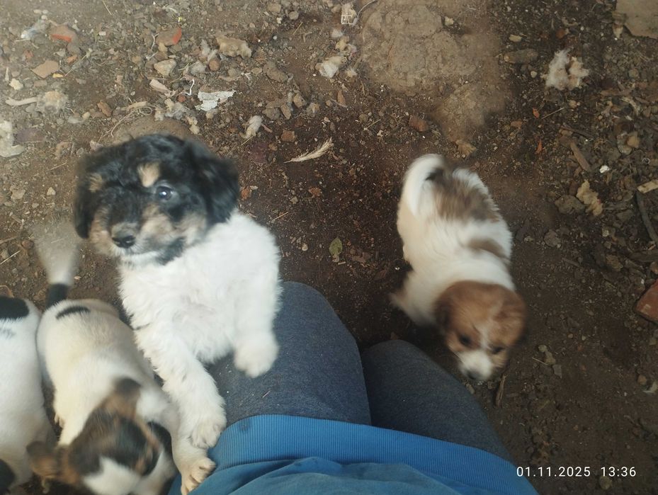 Donez cățeluși foarte jucăuși și frumoși