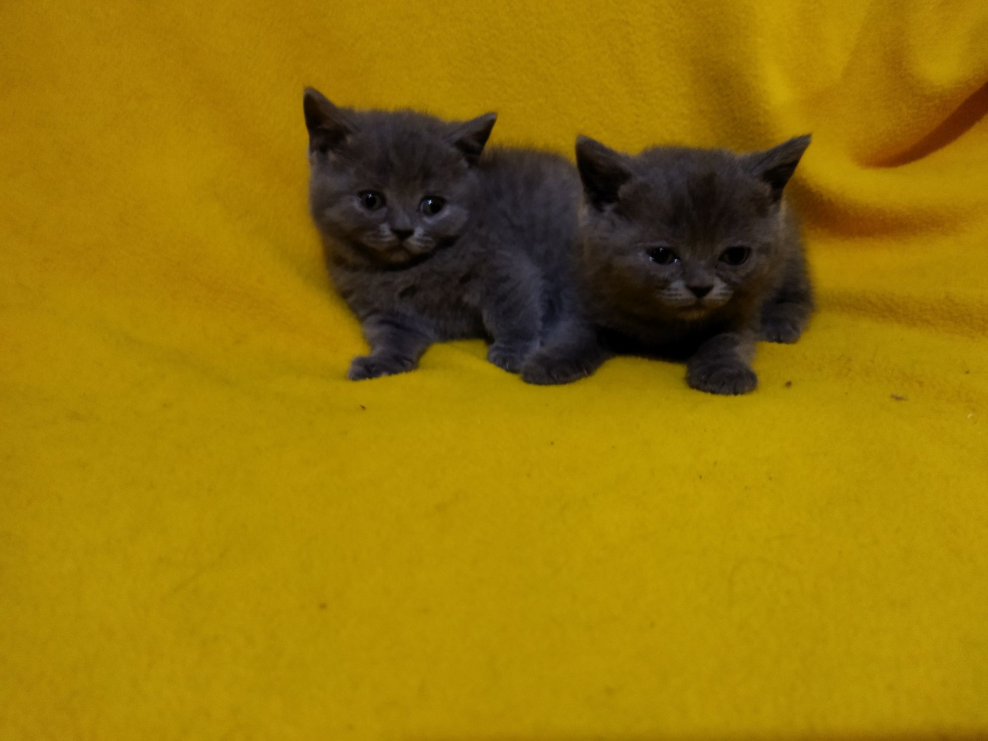 Британски котета !