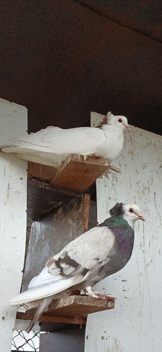 Schimb porumbei uriași maghiar și king