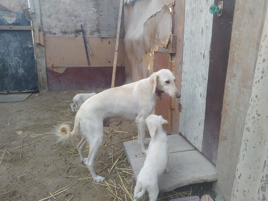 Продам щенков Тазы