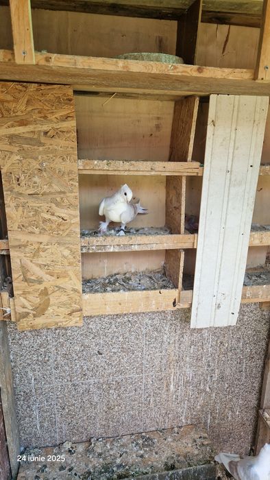 Vind porumbei pavasi.