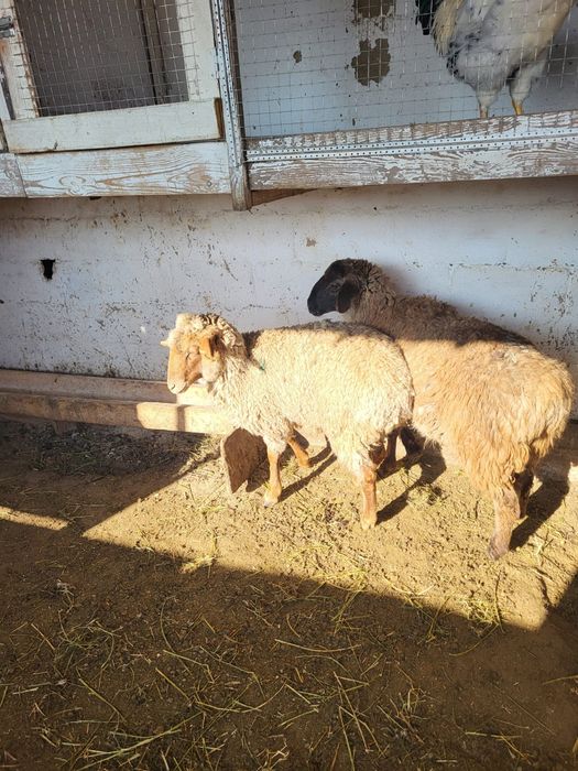 Сатамын токты 65000 нан