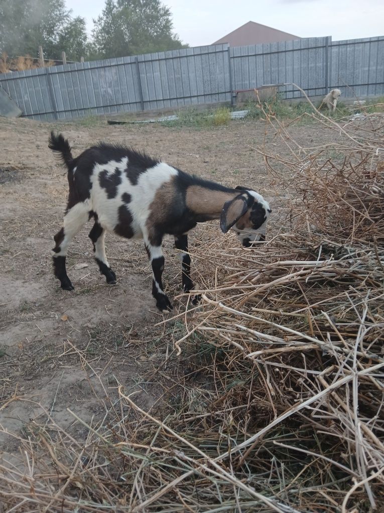 Продам Нубийского козленка