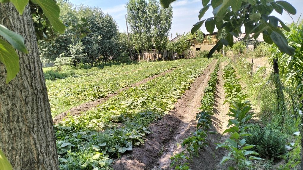 Yer  maydoni sotiladi