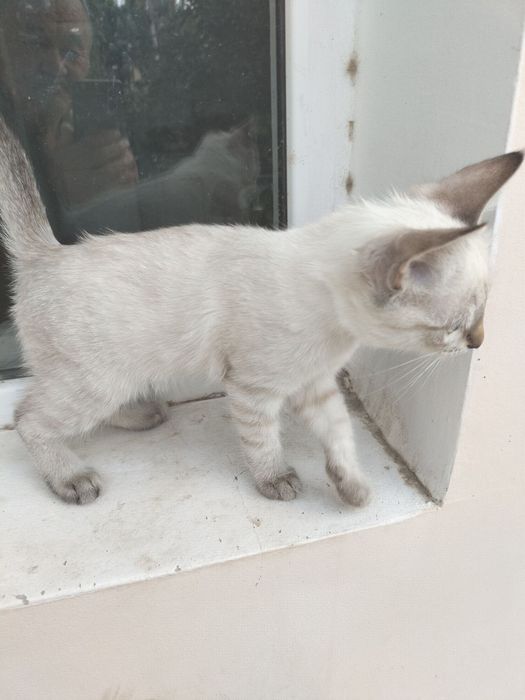 Пышык бар еркек по