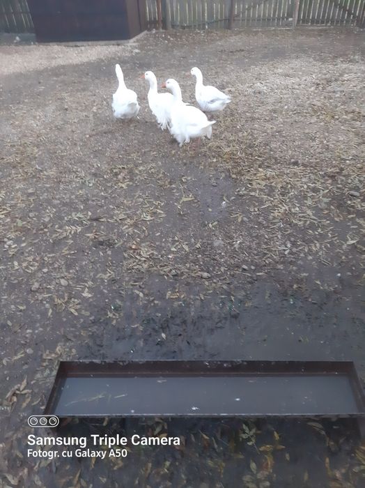 Vand gâște       .