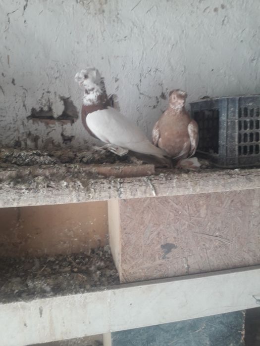 Дикоративные дома  науат самец капкан  галупка