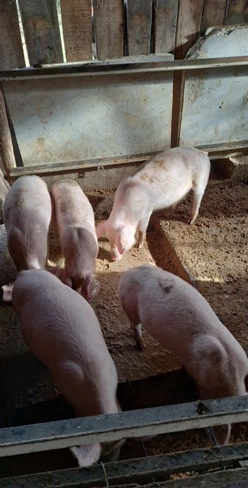 Домашни прасенца (мъжки)